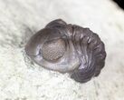 Bargain, Enrolled Acastoides Trilobite - Malvern, England #62879-2